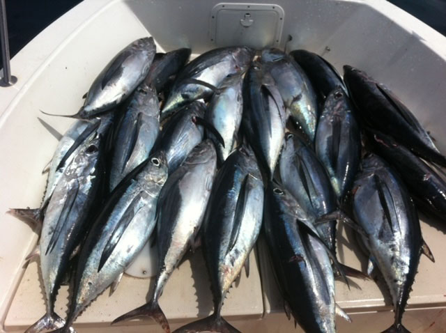 Monterey Bay Sportfishing Catch